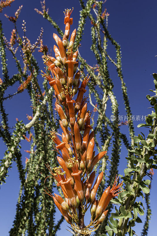 Fouquieria splendens, ocotillo，也被称为马鞭，蜡烛木，slimwood，沙漠珊瑚，Jacob's staff, Jacob cactus，和藤本仙人掌是一种原产于美国西南部索诺拉沙漠和奇瓦瓦沙漠的植物。禅师